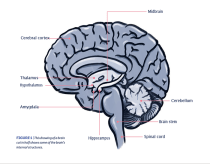 Drawing of a brain cut in half showing the locations of the Midbrain, Cerebellum, Brain Stem, Spinal Cord, Hippocampus, Amygdala, Hypothalamus, Thalamus, and Cerebral Cortex.